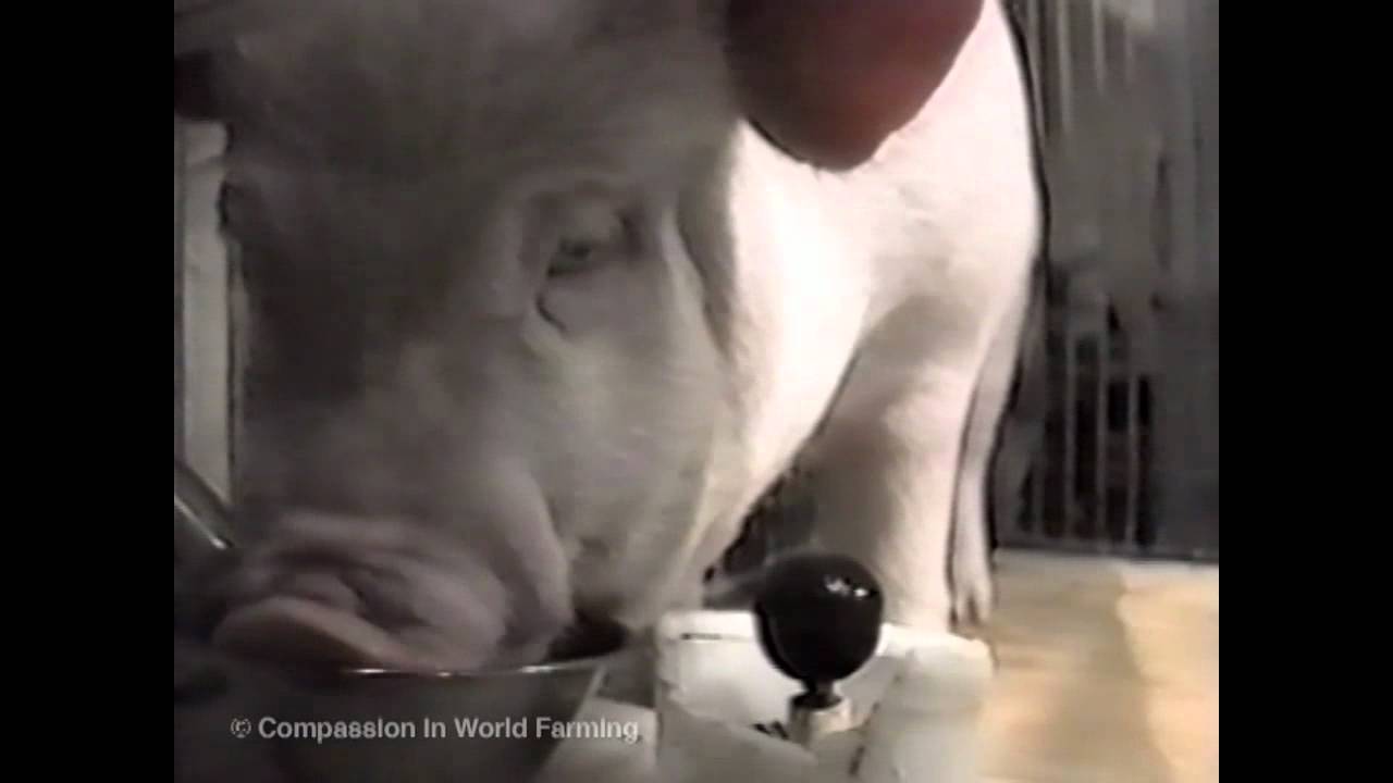 Cute Pig Playing Video Games