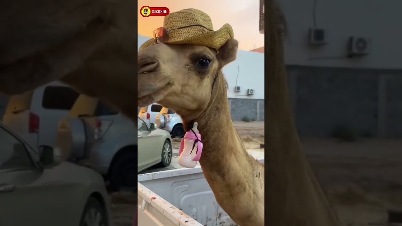 🐪car ride camel in Kuwait 
