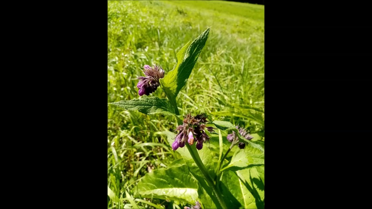 023. Zielnik - Żywokost lekarski (łac. Symphytum officinale)