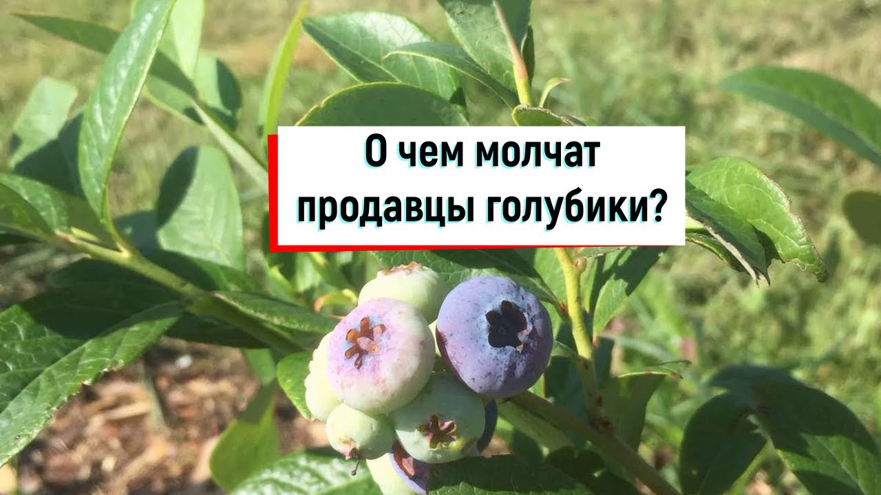 Ошибки при посадке голубики