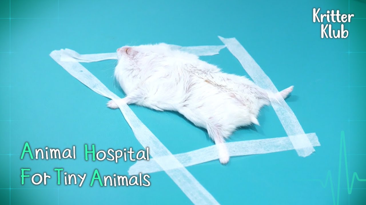 Сегодняшний пациент: Hamster l Animal Hopital For Tiny Animals Ep 8