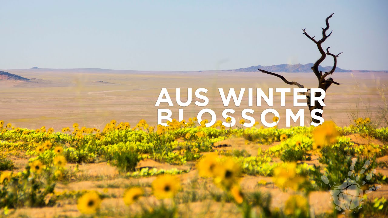 Namibian Blossoms  -  Splendour At Klein Aus Vista