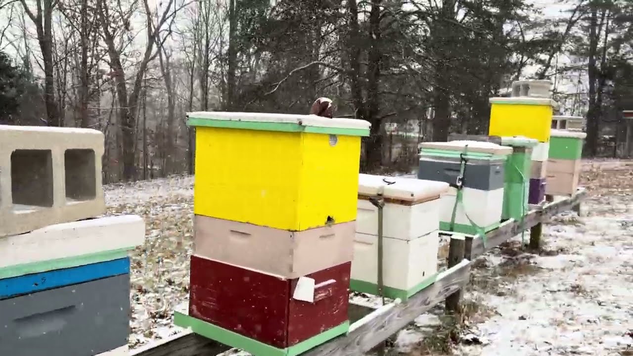 Checking the bees with a thermal before the snowstorm hits.