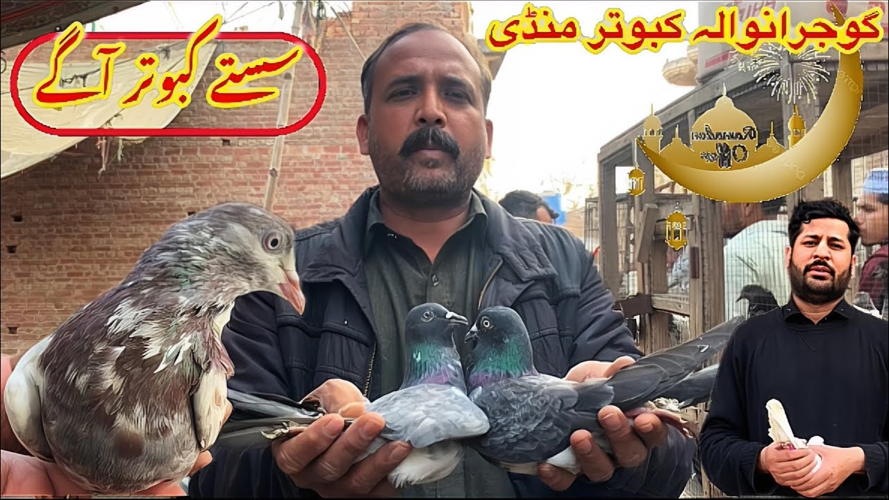 Gujranwala Kabutar Mandi || Ep 208 || گوجرانوالہ کبوتر منڈی 