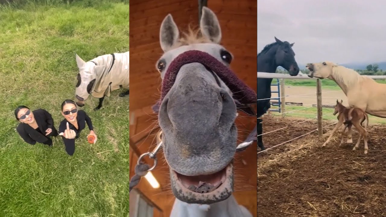 Horse Videos That Went Viral! #11