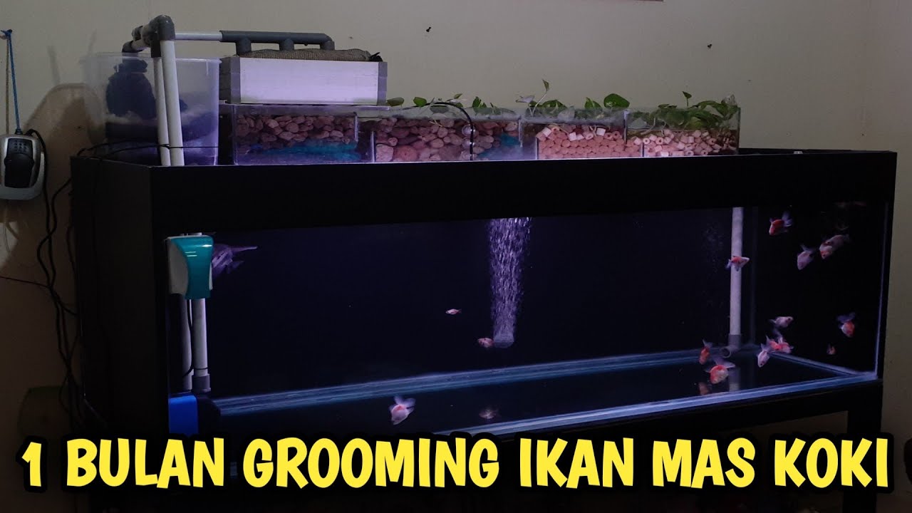 grooming ikan mas koki selama 1 bulan