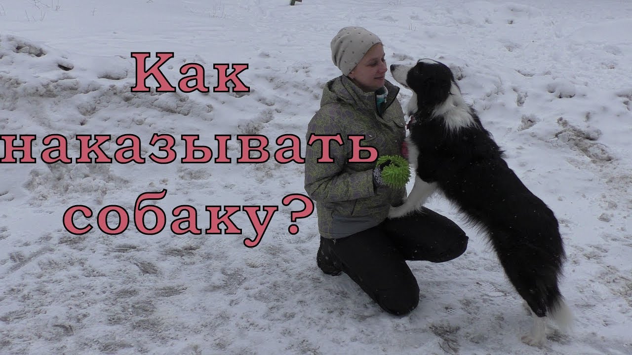 Как наказывать собаку? / Дрессировка собак