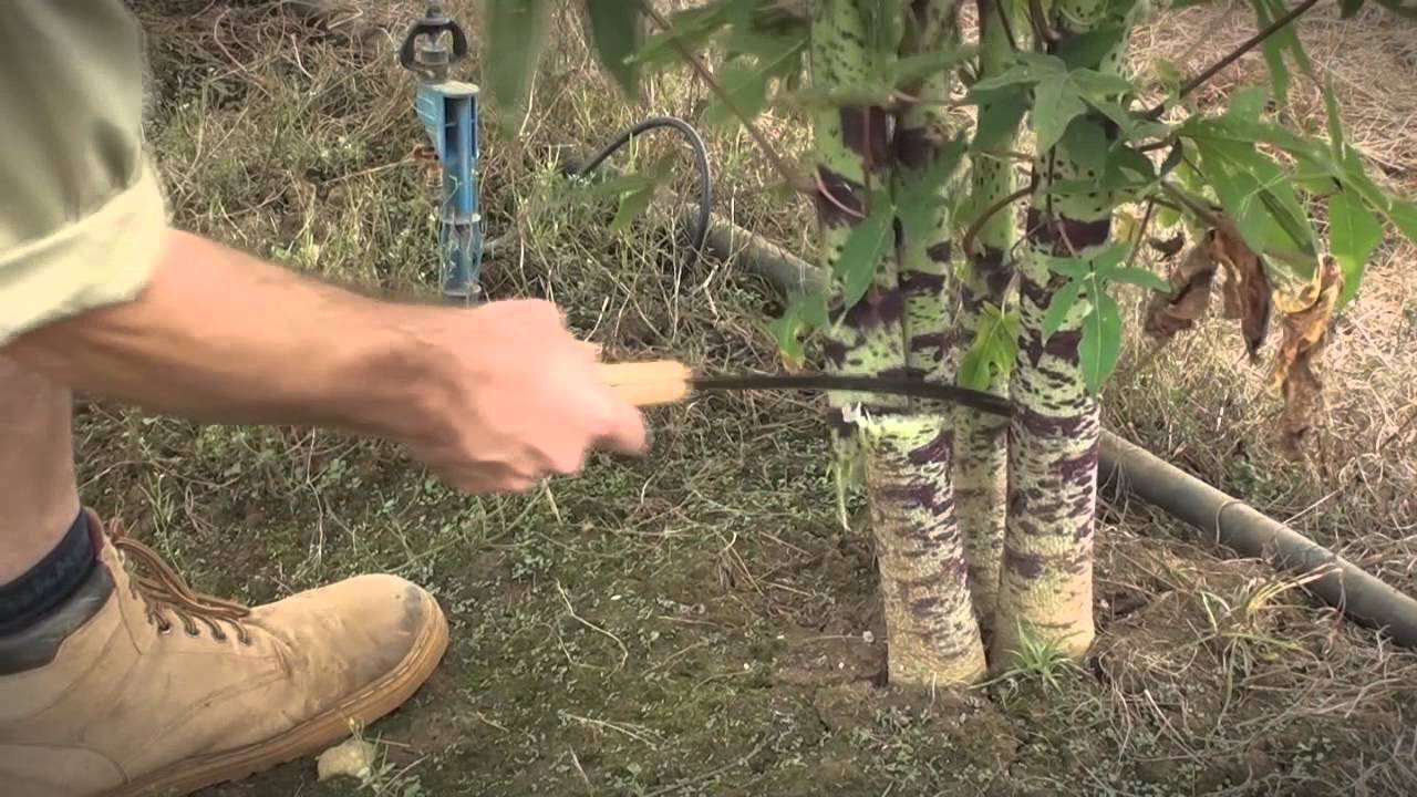 Growing Papaya: Your guide to getting it right