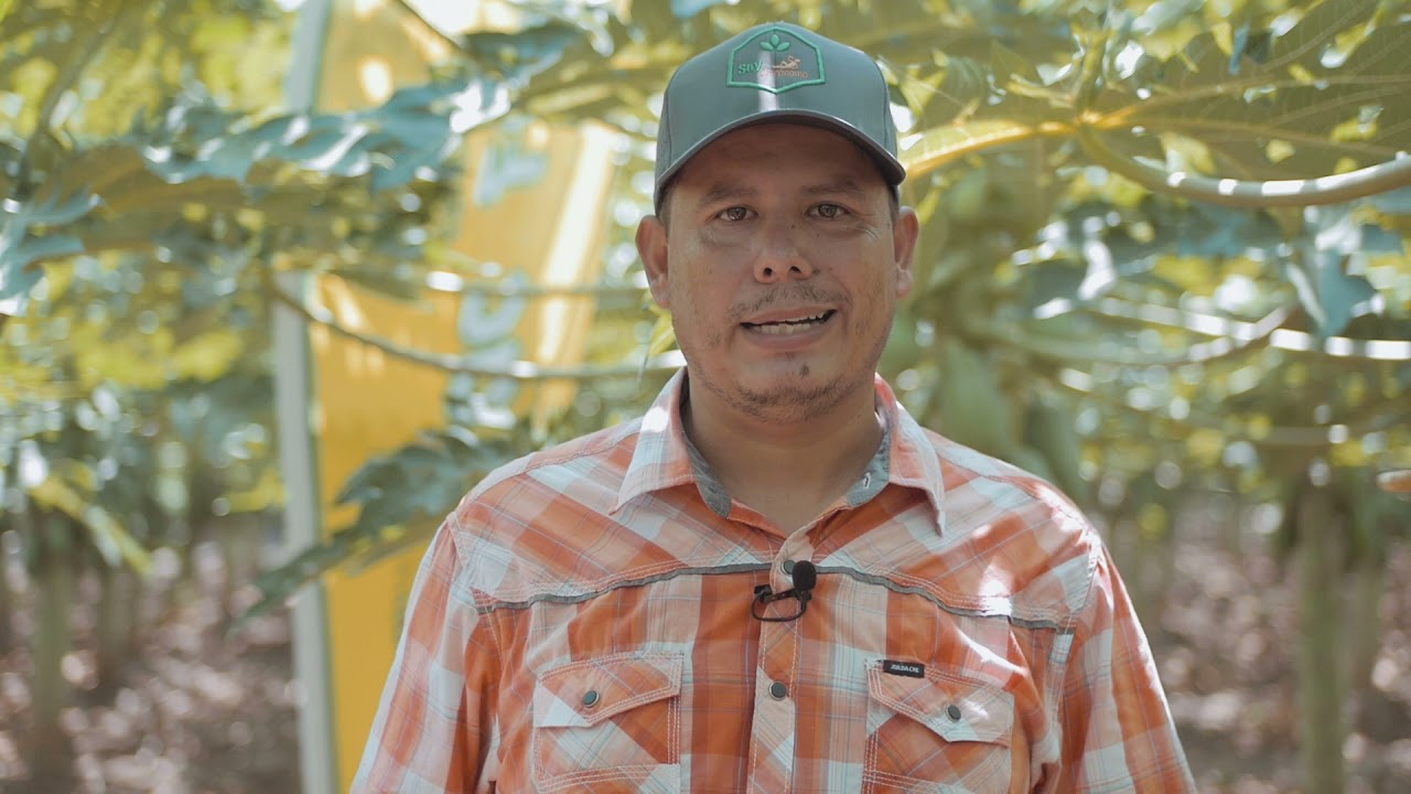 Controlando el Desafío de Nutrición en la Producción de Papaya. Finca Bajada de Piedra, Guatemala.