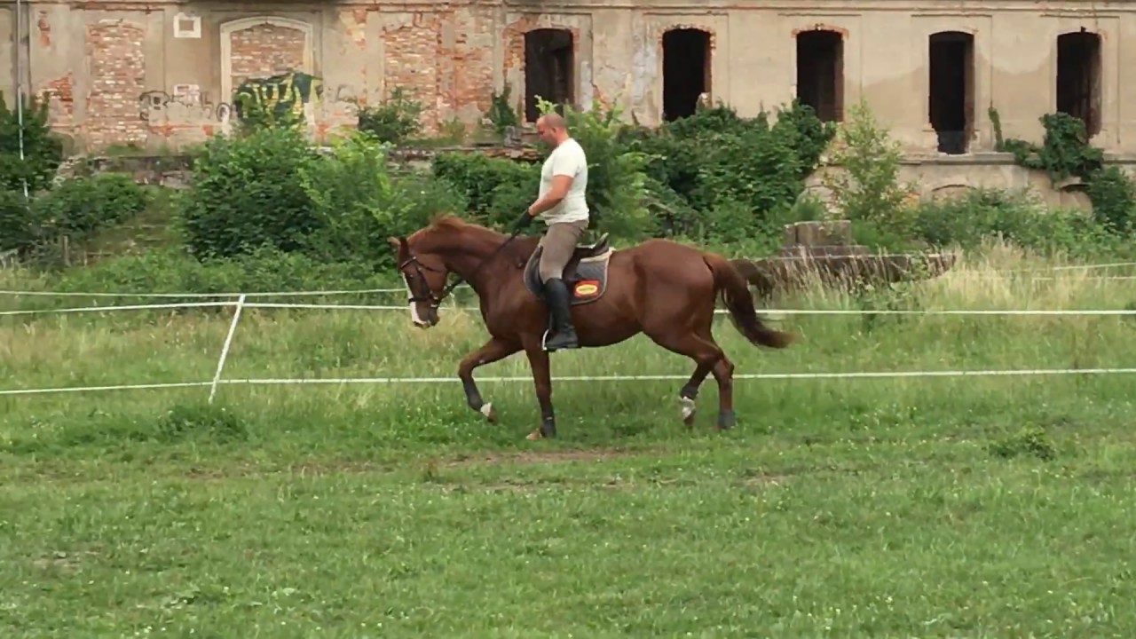 2007 mare by Kwazar/Carthago Z - jumping under saddle