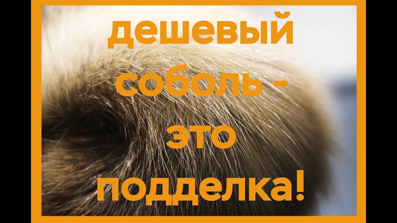 Дешевый соболь-подделка!