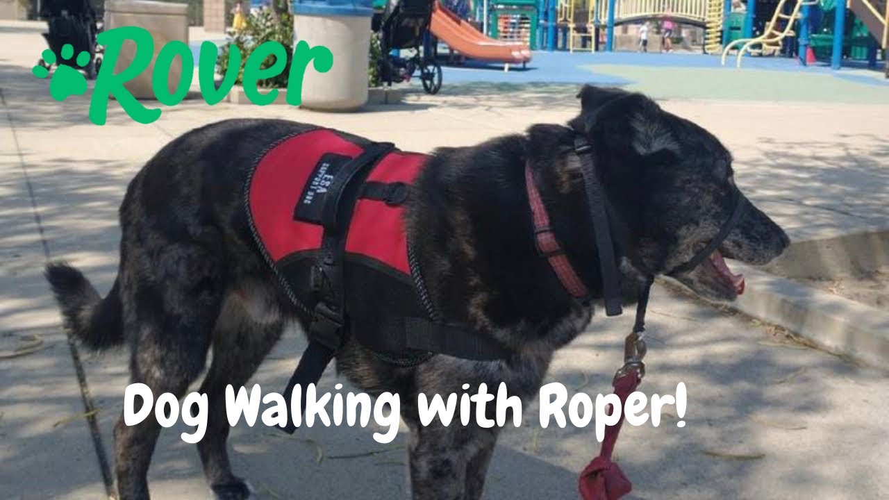 First walk with senior GSD mix | Dog walking Pet sitting