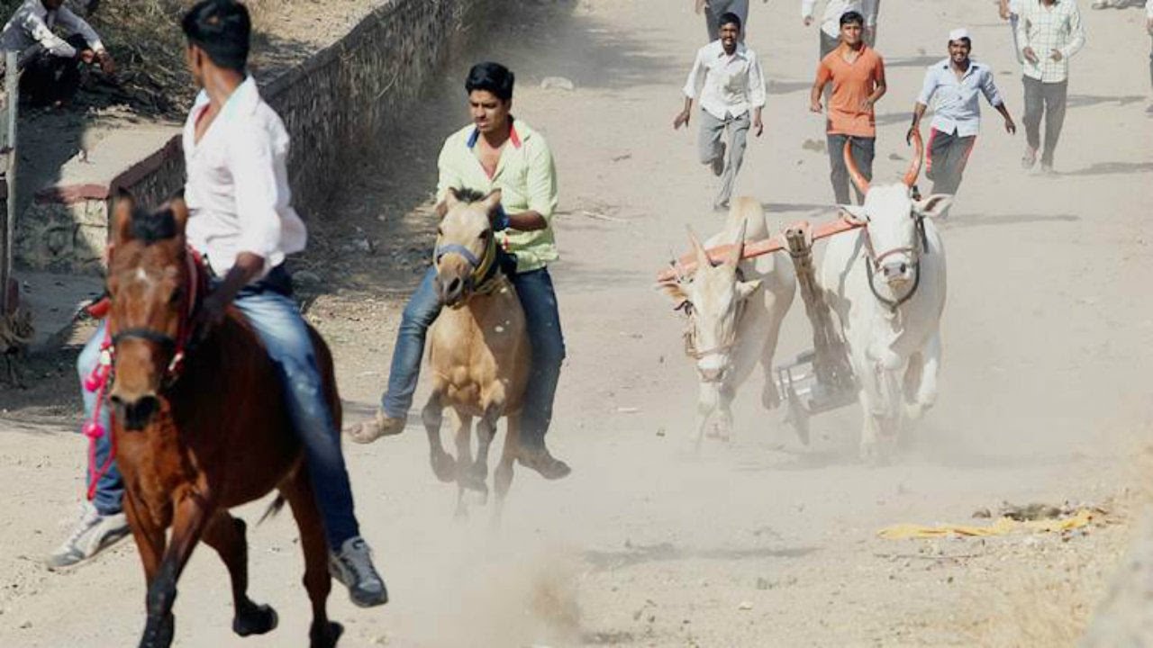Thrilling Bull Race : Bailgada Videos : Maharashtra India : बैलगाडा