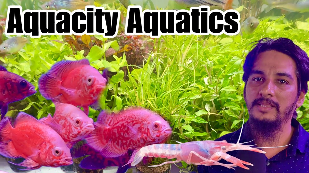 Aquacity Aquatics Fish Aquarium, Kurla, Mumbai