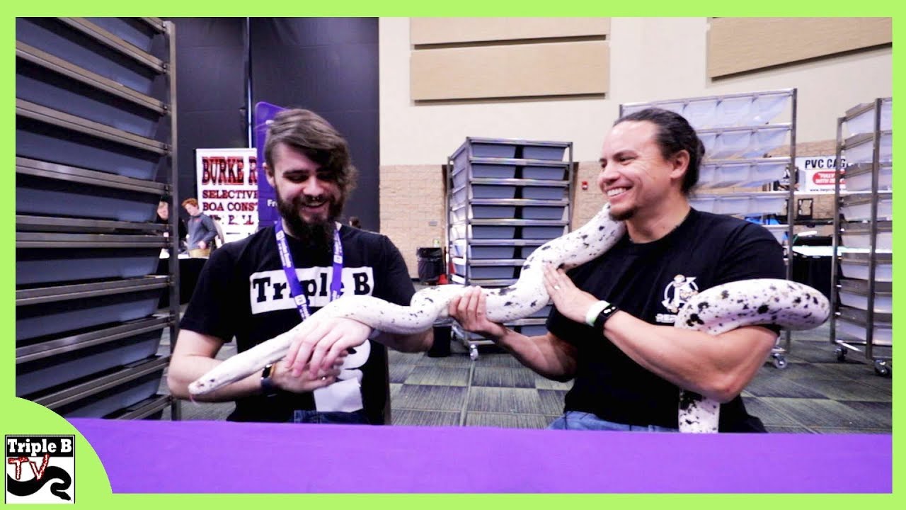 The Cow Retic and the Irishman - Triple B TV Ep.179