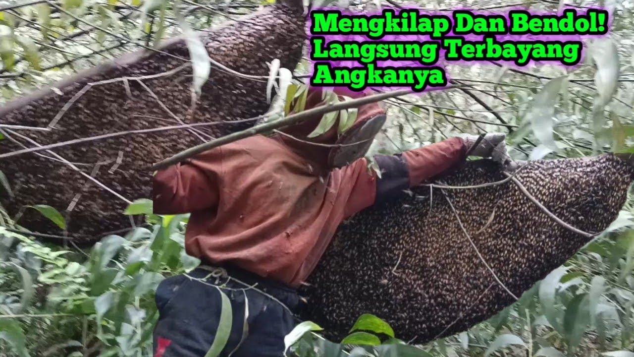 Kalau Dapat Yang Bendol Langsung Kebayang Auto Gajian    #bee#honey#lebah#hutan#alam#panenmaduhutan 