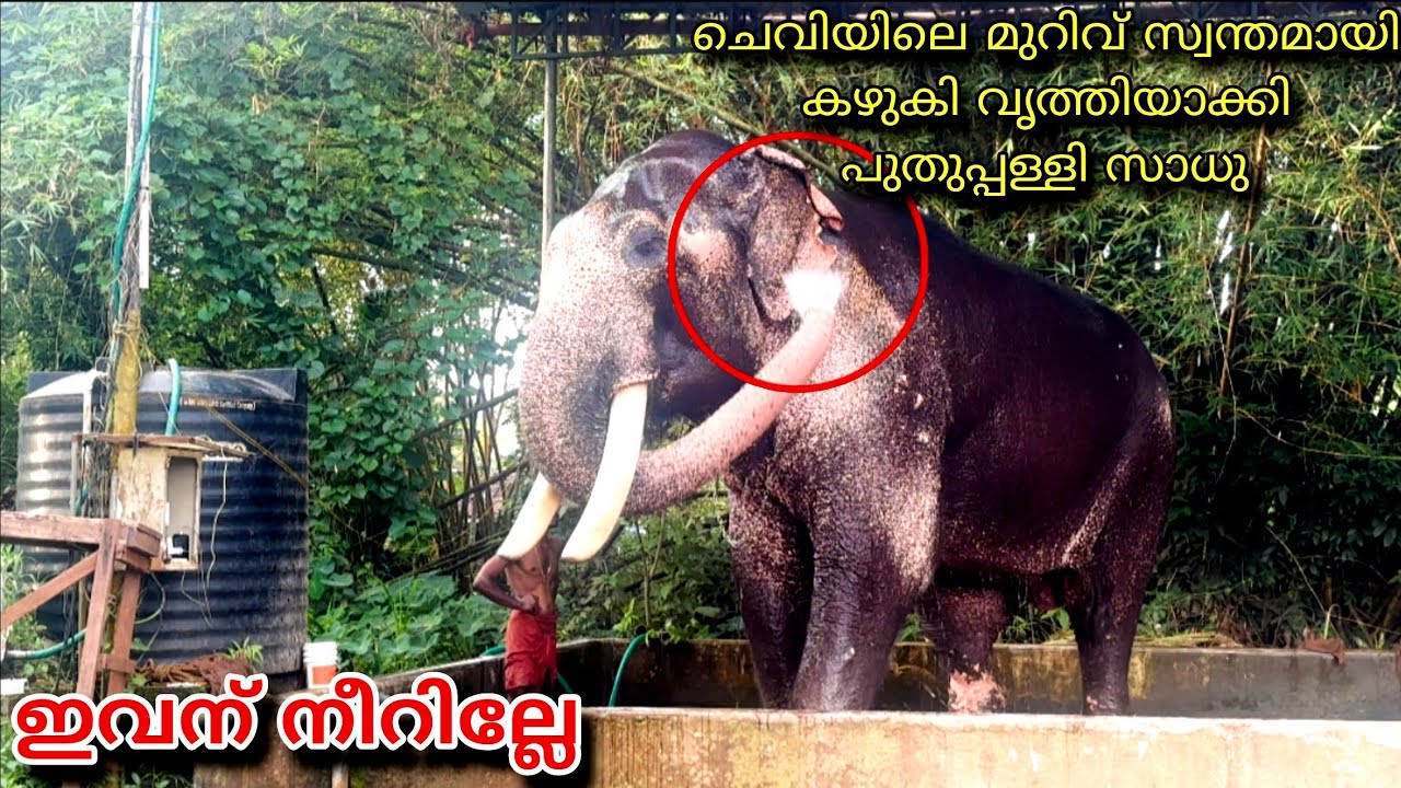 ചെവിയിലെ മുറിവ് കഴുകി വൃത്തിയാക്കി പുതുപ്പള്ളി സാധു ! puthuppally sadhu elephant ! Aanakazhchakal 