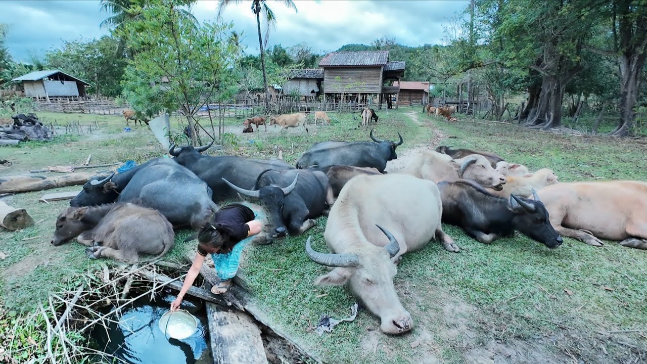 #แปลกมากสาวๆไว12ปีมีผัวได้แล้ว#บ้านห้วยฝาย#วิถีชีวิตคนไทบ้าน #วิถีชาวบ้าน 