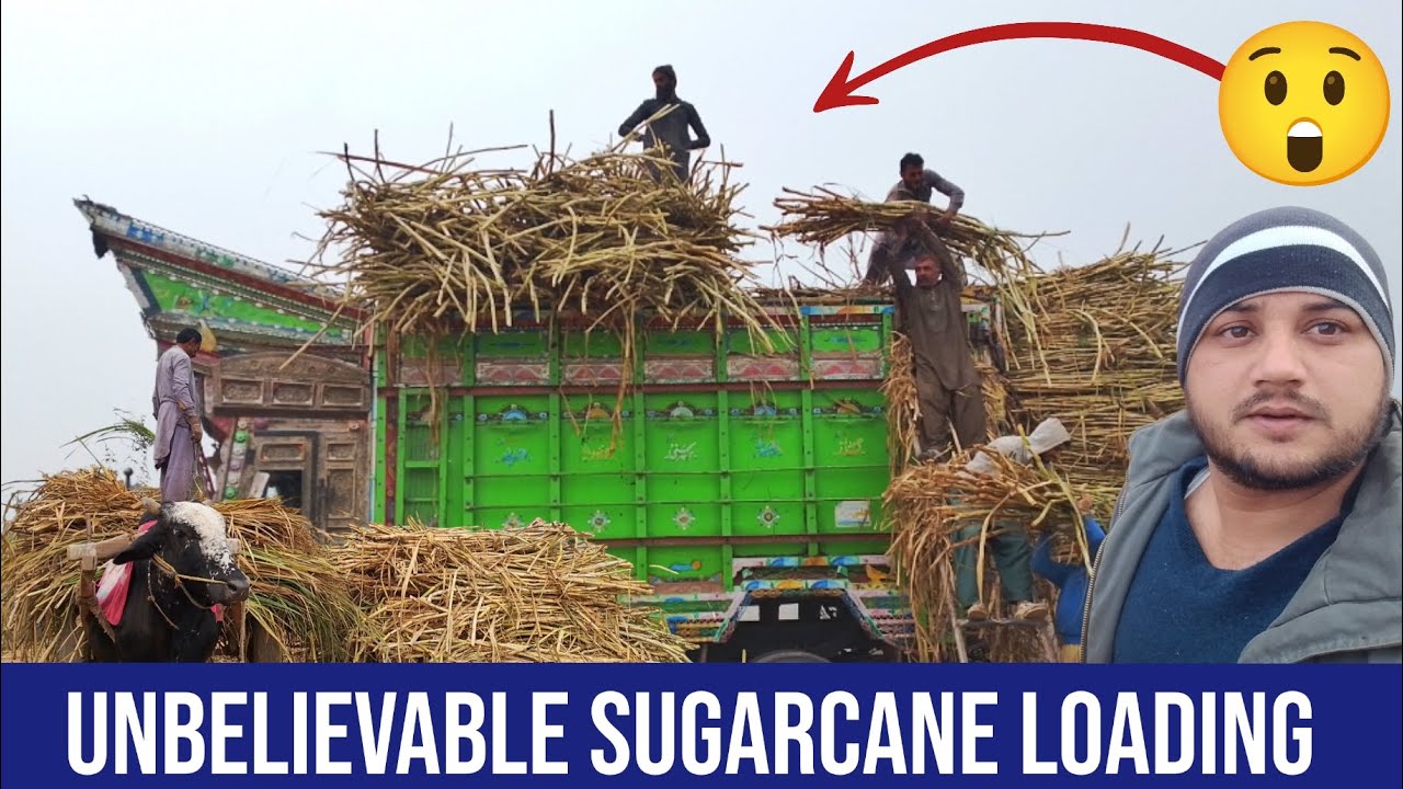 UNBELIEVABLE Sugarcane Loading Skills! 😱 You Won’t Believe This Overload! Dekhosunovlogs 
