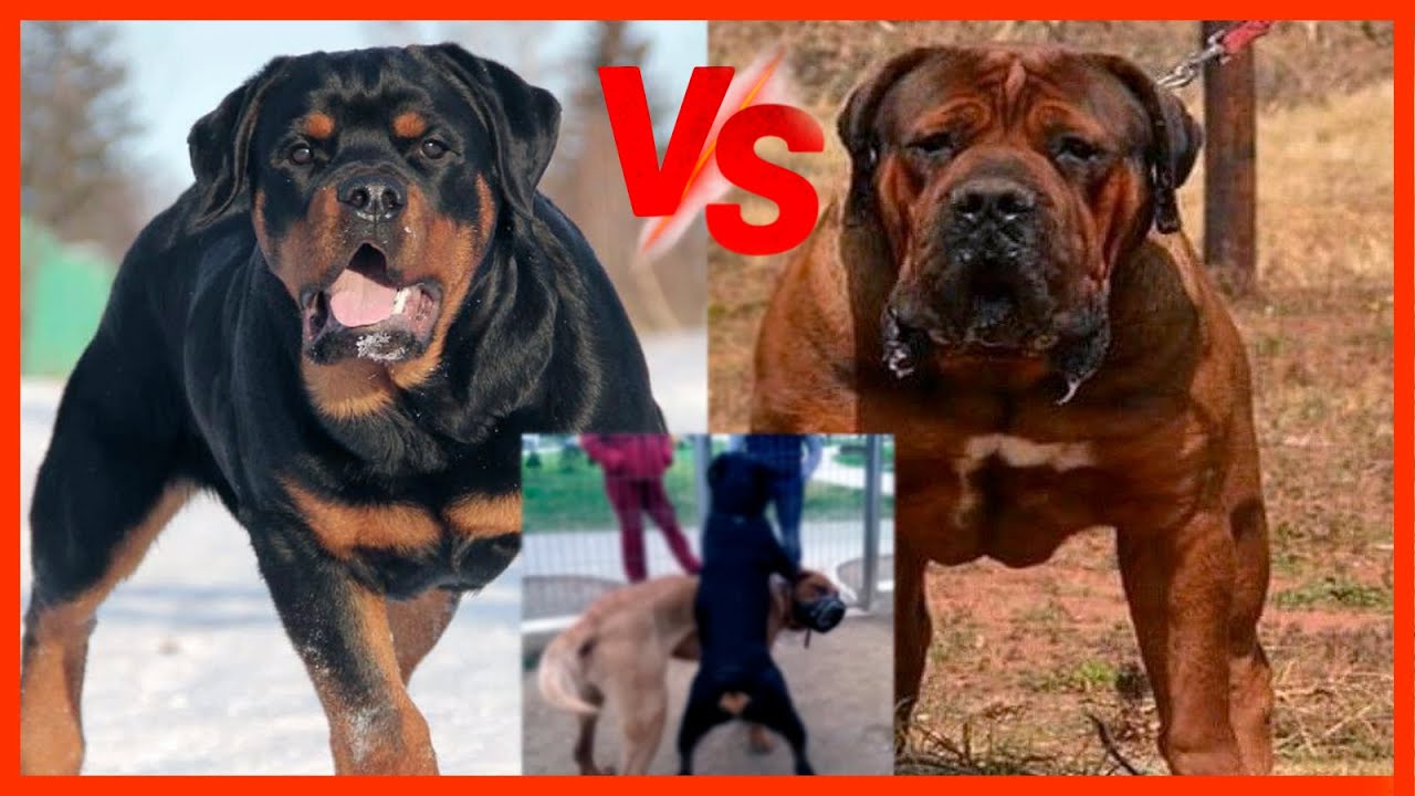 08 poderosos perros que HACEN LLORAR al Rottweiler