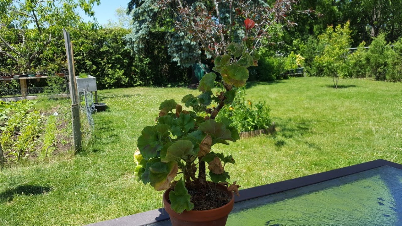 Late Spring Geranium Pre-Bonsai  Work