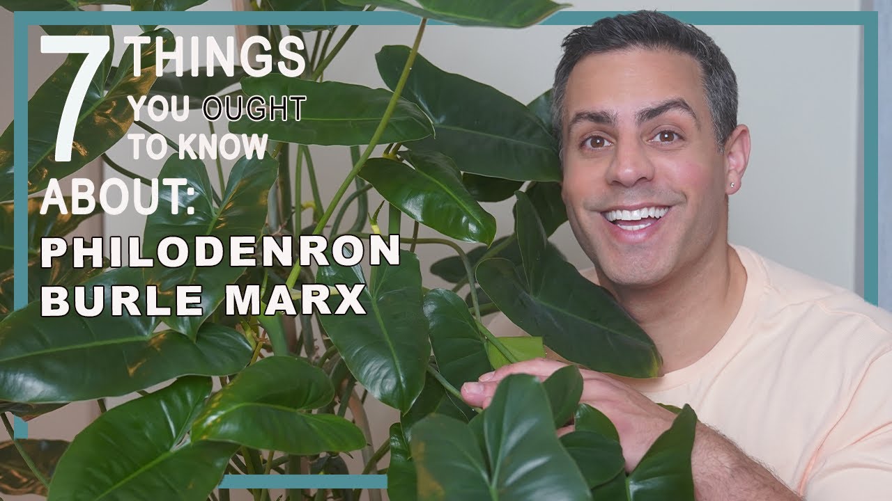7 Things You Ought To Know About Your Burle Marx (Philodendron). Crucial Care + More!