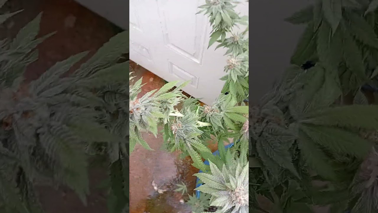 How To Grow Hybrid Weed Home