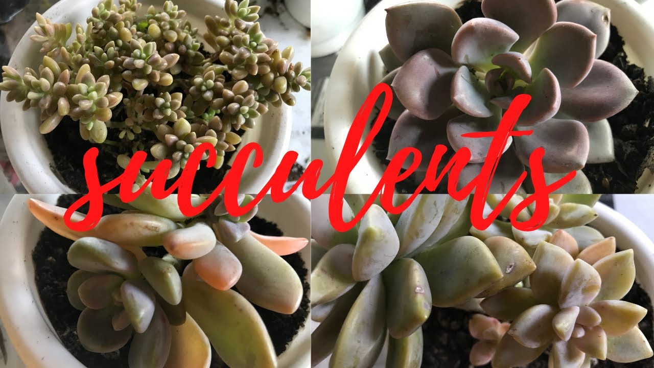 Echeveria | Graptosedum | Pachyphytum varieties @ Passion at60