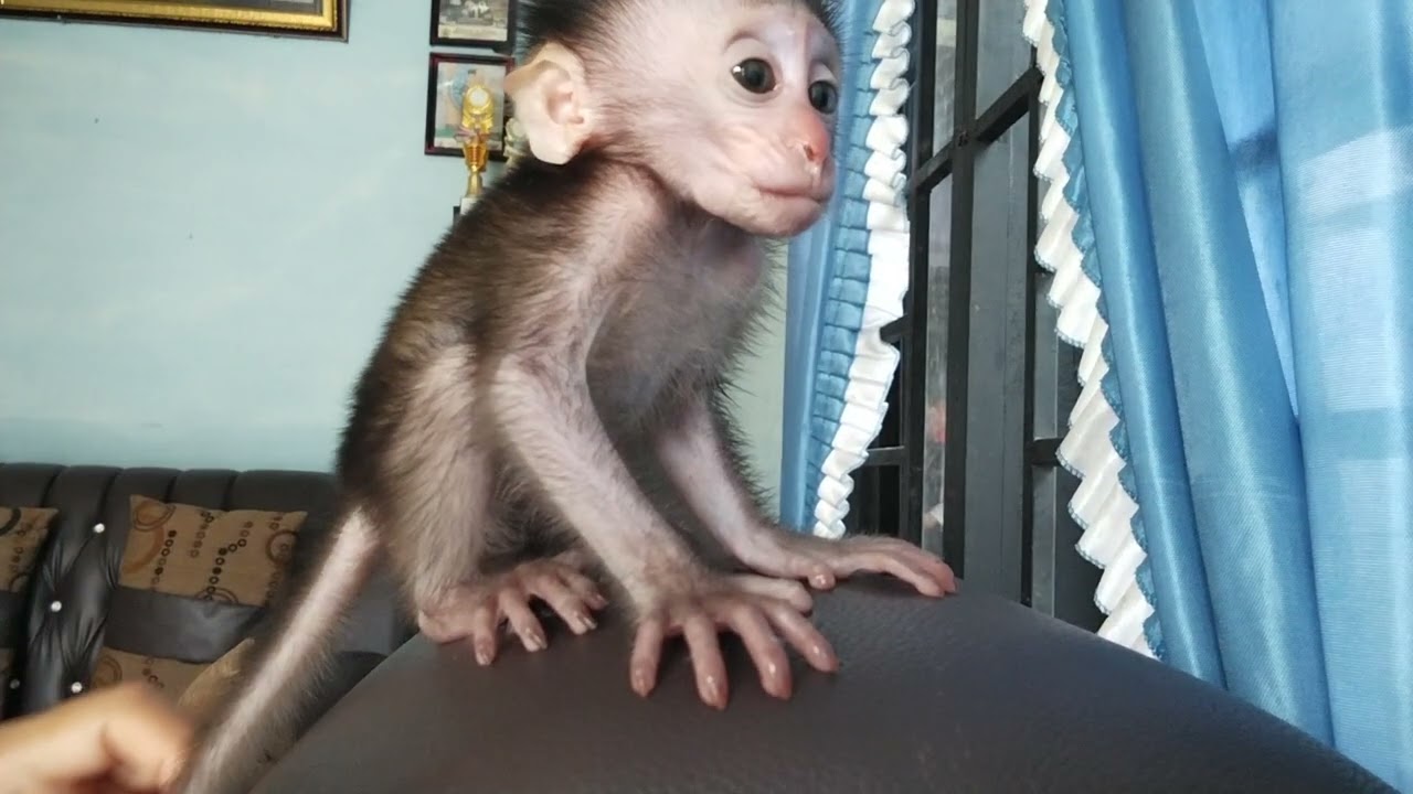 Pedro's baby monkey was upset because he wasn't given milk
