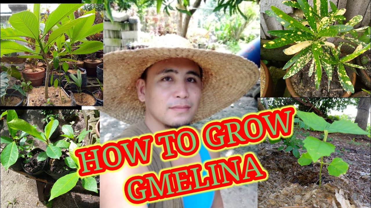 How to Grow and Maintain Gmelina Seedlings ( Tree's )
