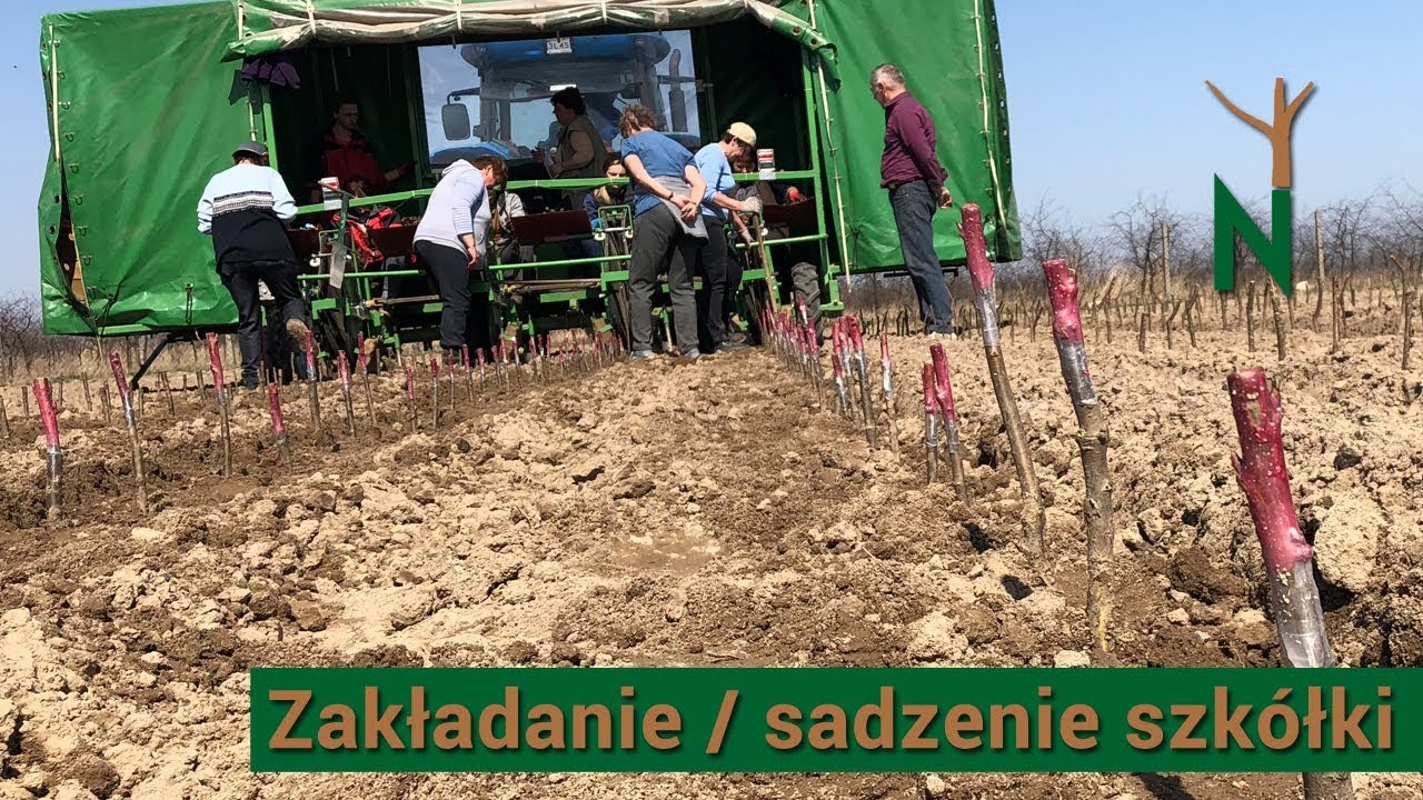 Zakładanie / sadzenie szkółki - Nowakowscy, Żdżary