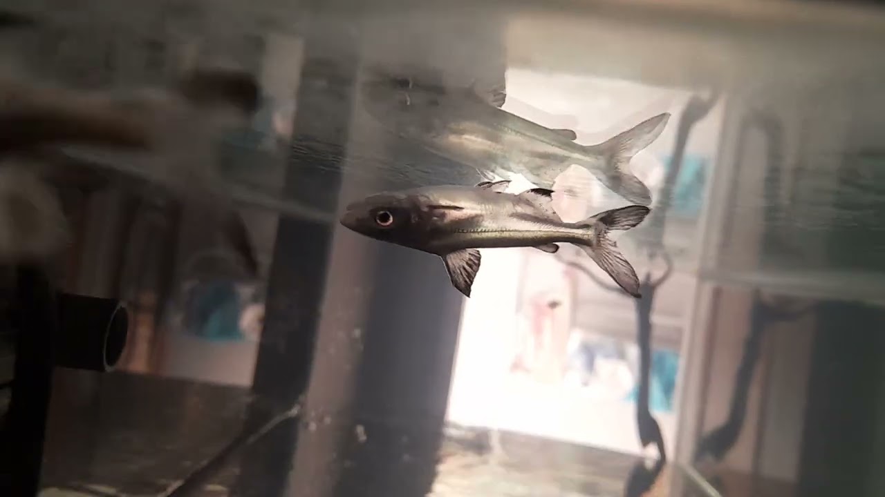 Babby White Paroon Shark and Black Paroon Shark 