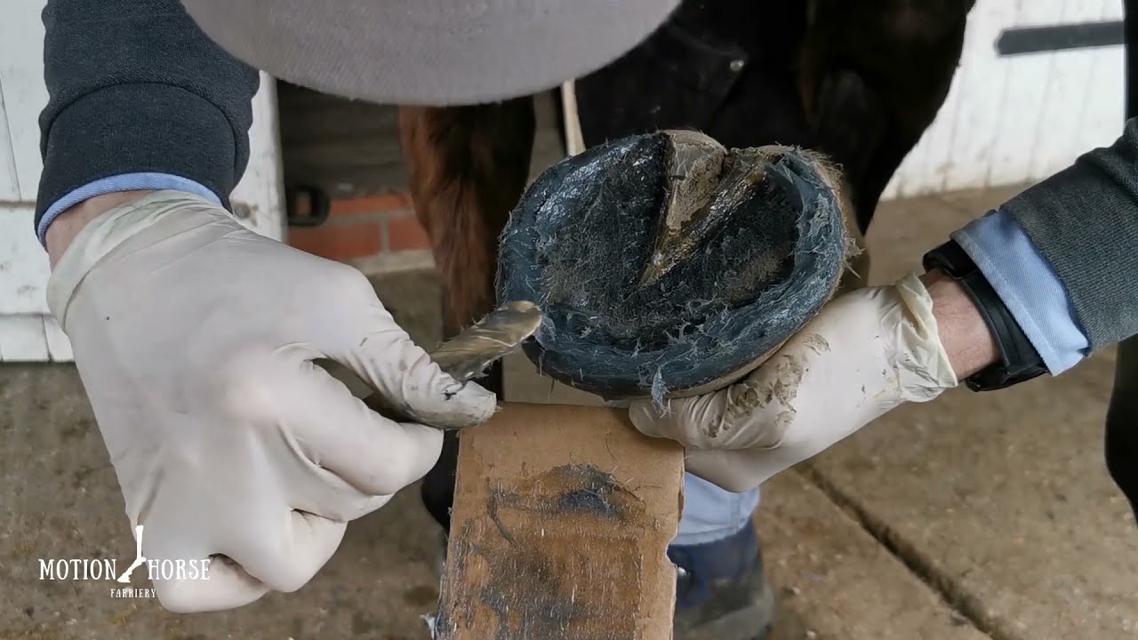REBUILDING HORSE HOOF