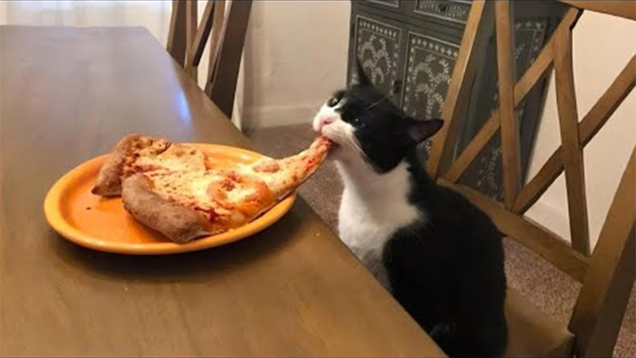 These quirky cats and dogs deserve an Oscar 😂 Compilation of the funniest cat and dog moments 🐾