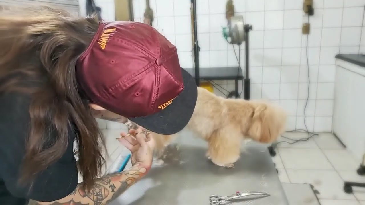 Tosa da( raça shihtzu)usando o adaptador .