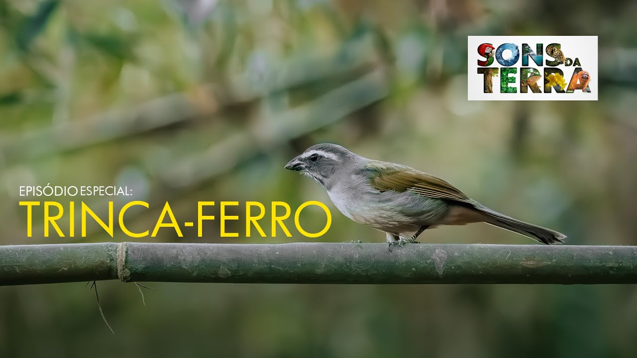 Especial Trechos: O canto melodioso do Trinca-ferro