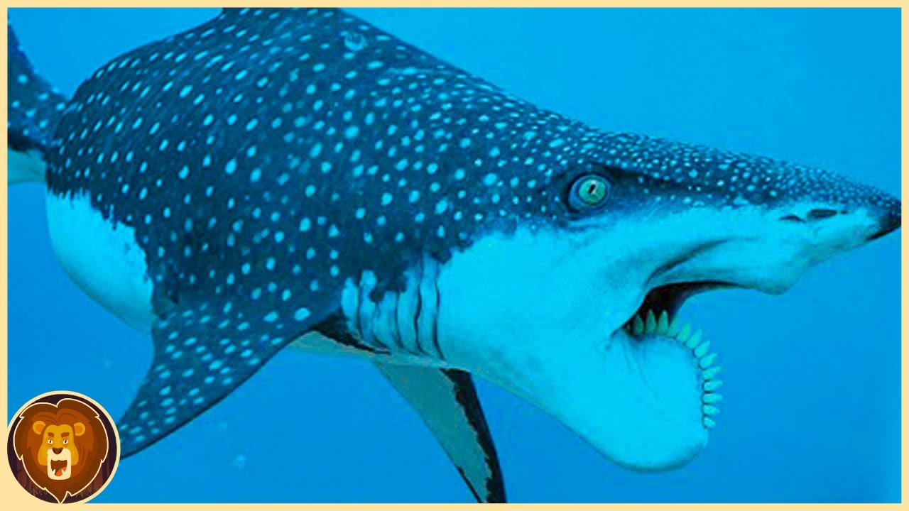 Les 15 Esp&egrave;ces de Requins les plus Rares Cach&eacute;es dans l'Oc&eacute;an