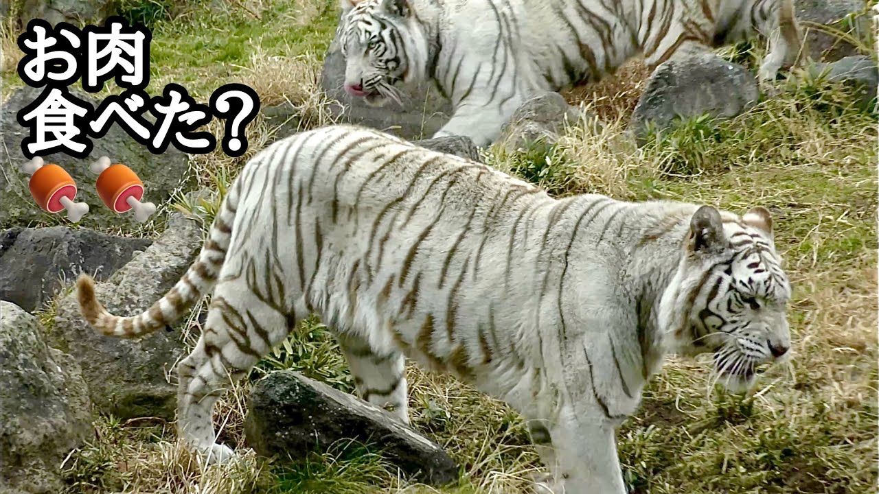 シロップママとツキちゃんシグレくん　お肉食べられたかな？【伊豆アニマルキングダム】Syrup Tsuki Shigure Izu Animal Kingdom 