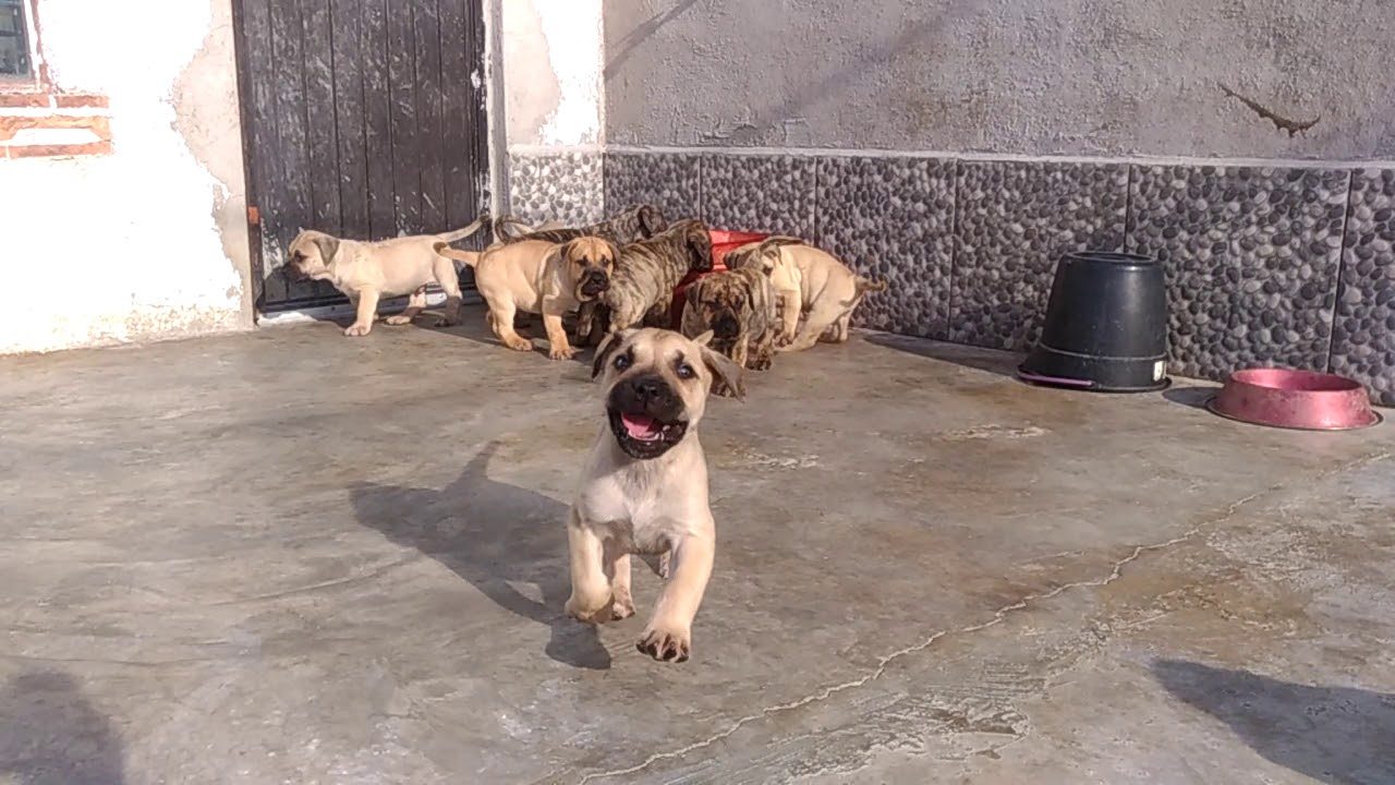 Presa canario