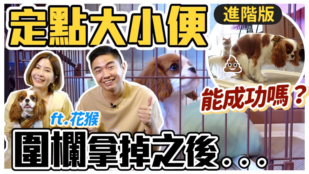 定點大小便進階版！圍欄拿掉之後..能成功嗎？ ft. 花猴 Dog toilet training｜@熊爸估狗dogtrainer