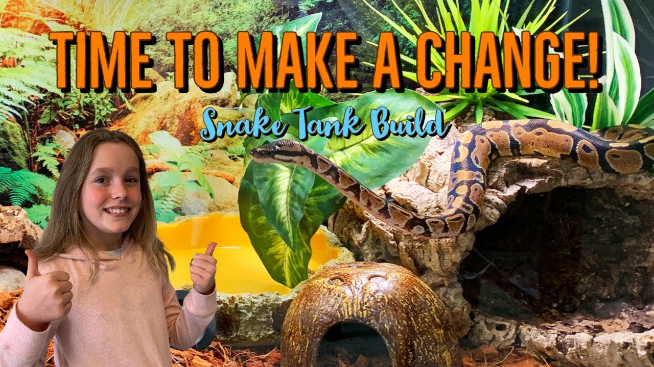 Ball Python Setup : Snake Care UPDATES