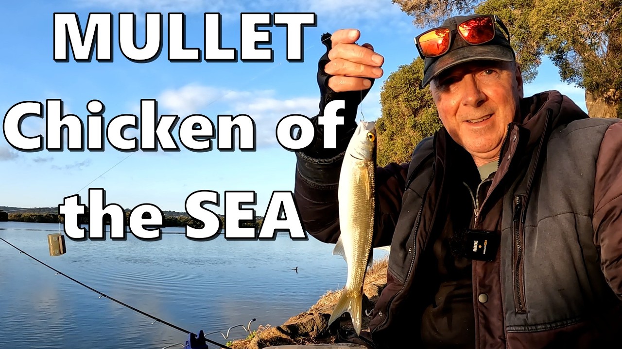 Mullet Are Everywhere - Easy to catch and TASTE GREAT!