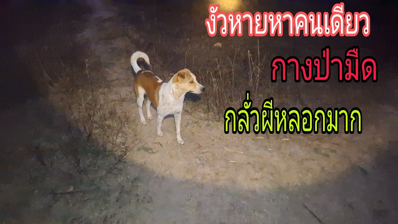 ลมพัดวอยๆ หางัวคนเดียวตามป่ามืดหน้ากลั่วมากๆๆ😰1 กุมภาพันธ์ ค.ศ. 2026