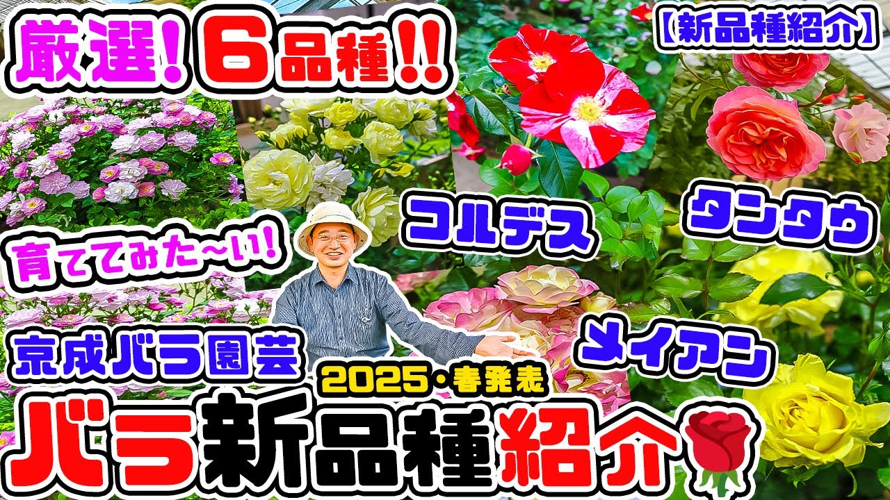 このバラ🌹育ててみた～いｯ♪厳選!【2025春発表の新品種】をご紹介いたします♪バラ専門店店長・高木大輔さん