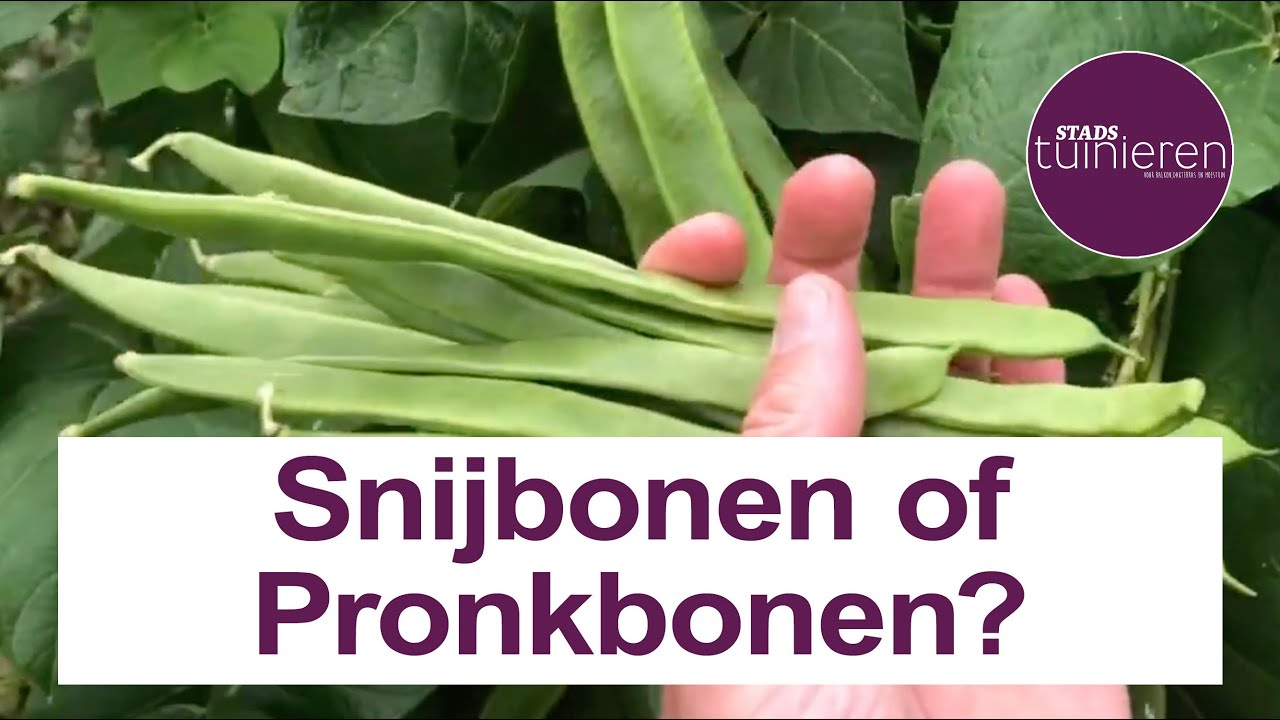 Stadstuinieren - snijboon en pronkboon - allebei anders lekker
