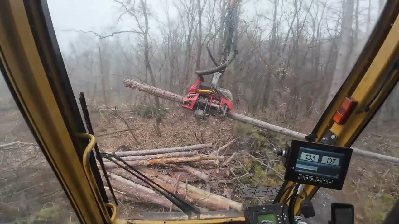 Heute mit dem Cat Harvester eine neue Baustelle begonnen, radikale Kiefern Entfernung🤦‍♂️👍
