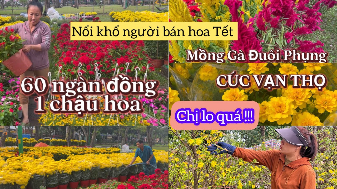 CHỢ HOA SÁNG 27 TẾT CÔNG VIÊN LÊ VĂN TÁM VỚI NHIỀU HOA LẠ … MỒNG GÀ ĐUÔI PHỤNG 