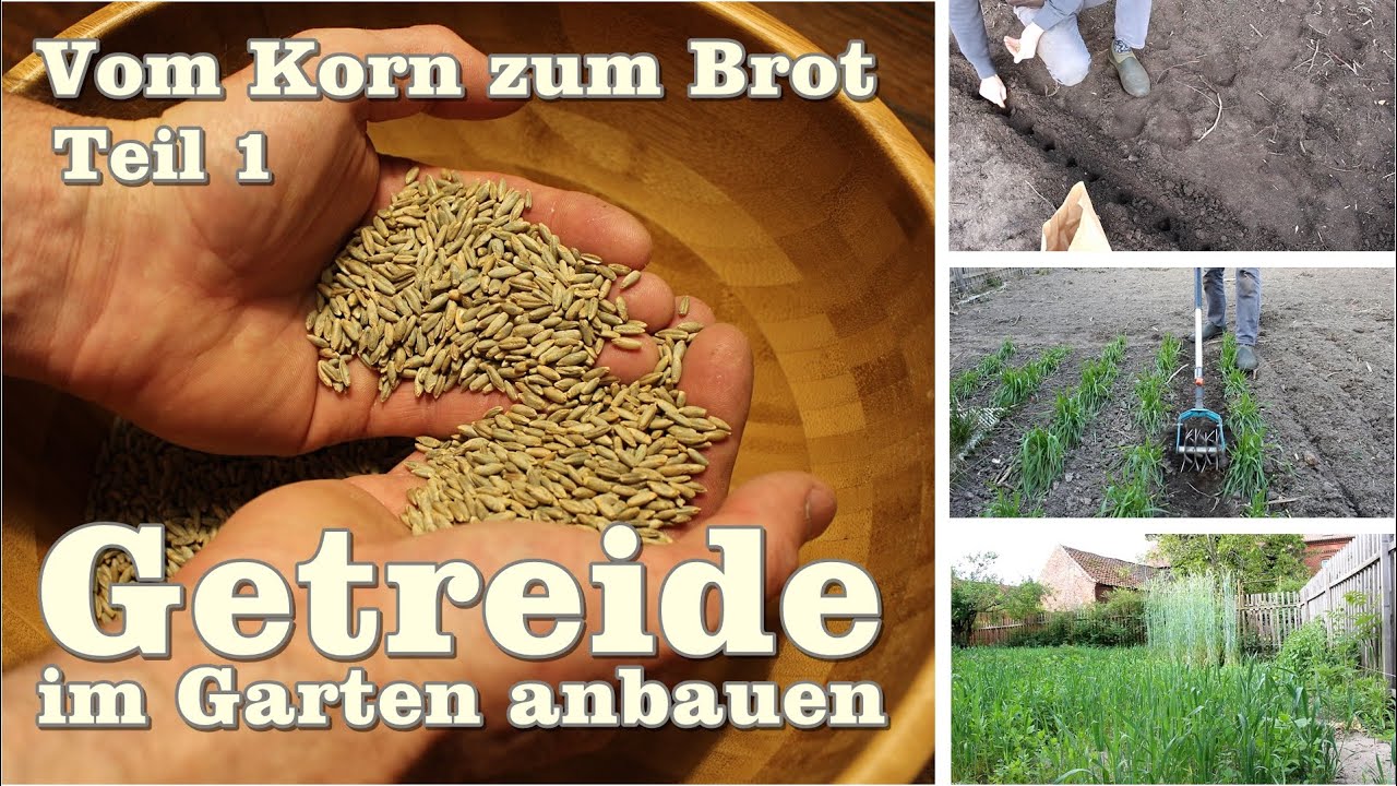 Teil 1 Getreide 🌾 im Garten anbauen 
