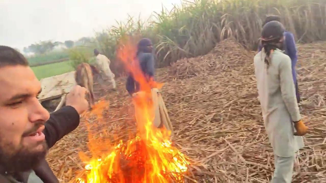 Harvest Season On 🔥 Sugarcane Cutting Fun  گنا بولا: اب کٹنے کا وقت آ گیا! 😂🌾گنے کی کٹائی آن 🔥 دیہات