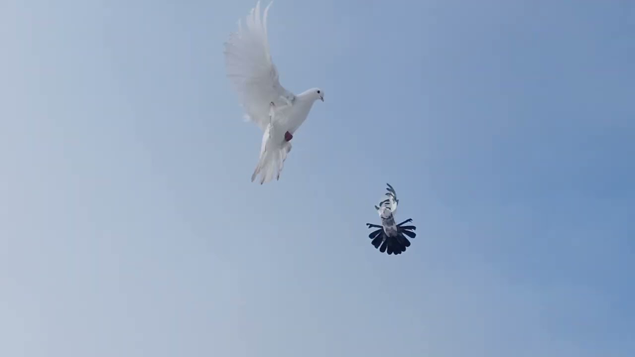 Возвращаются потихоньку. 